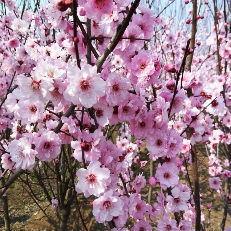 美人梅盆景盆栽南方北方种植盆景