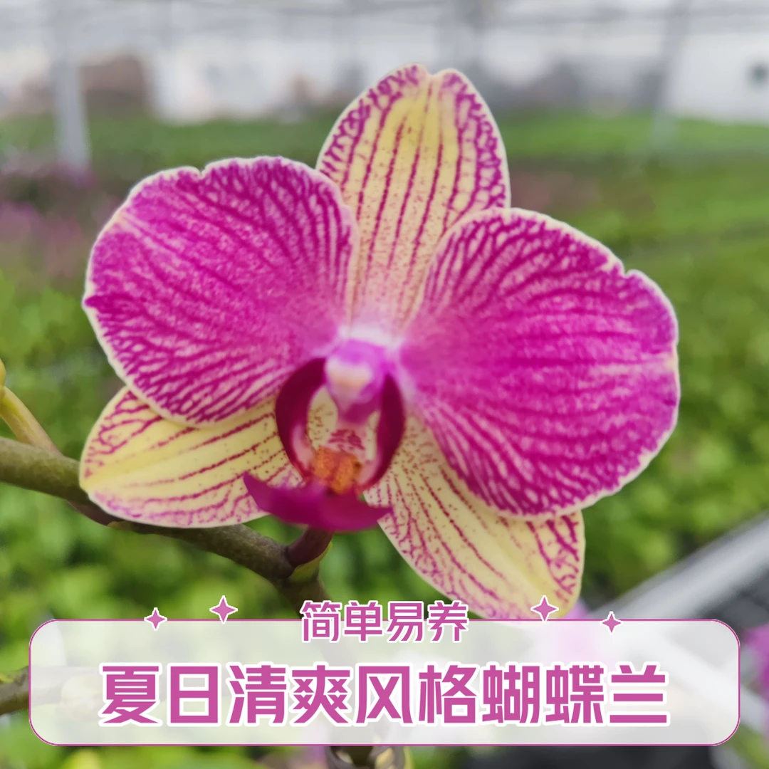 双色鸟蝴蝶兰基地直销带花带花苞室内散光通风微浇水室内新人易养