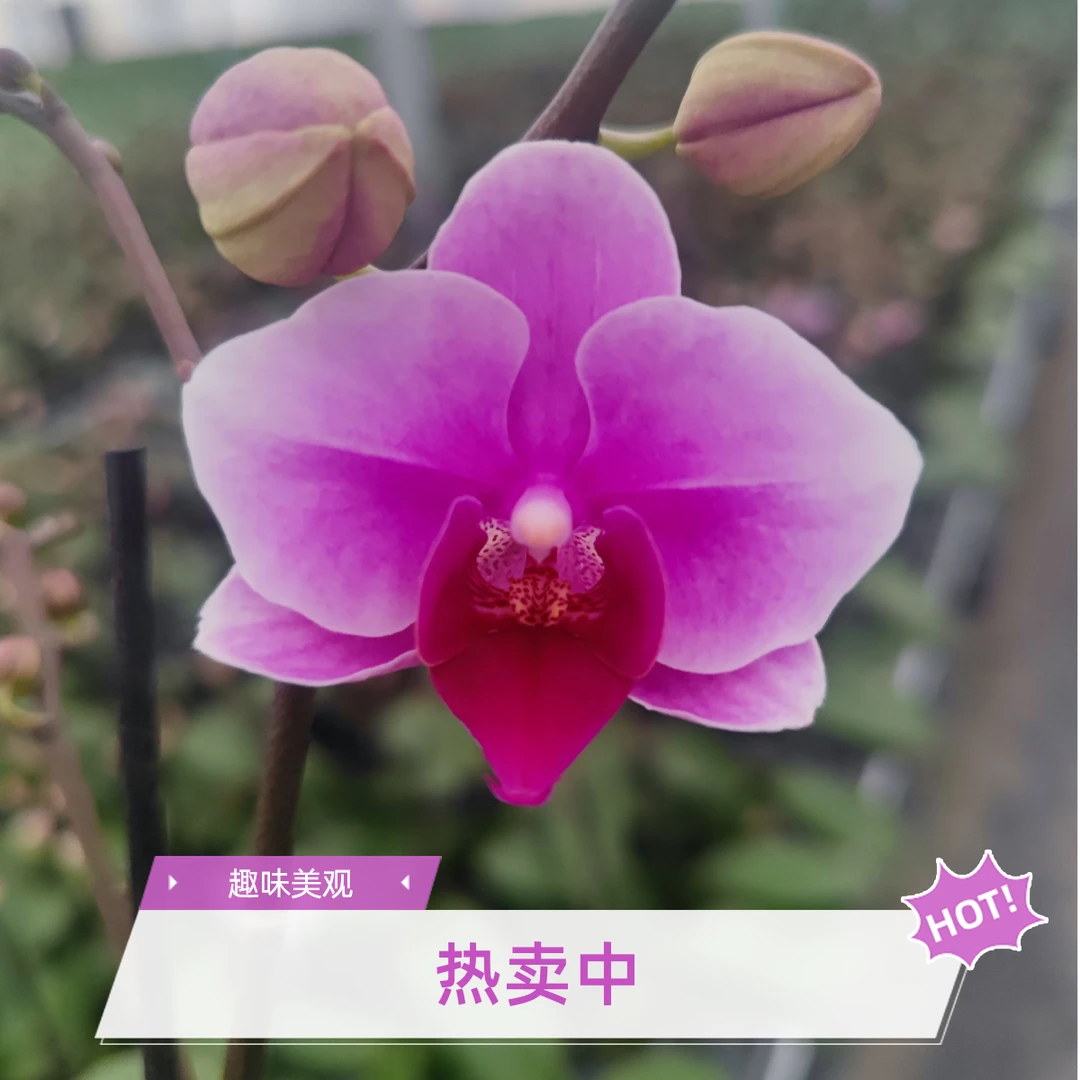 第三名-绝代双骄3.5寸杯中花蝴蝶兰基地直销带花带花苞室内易养