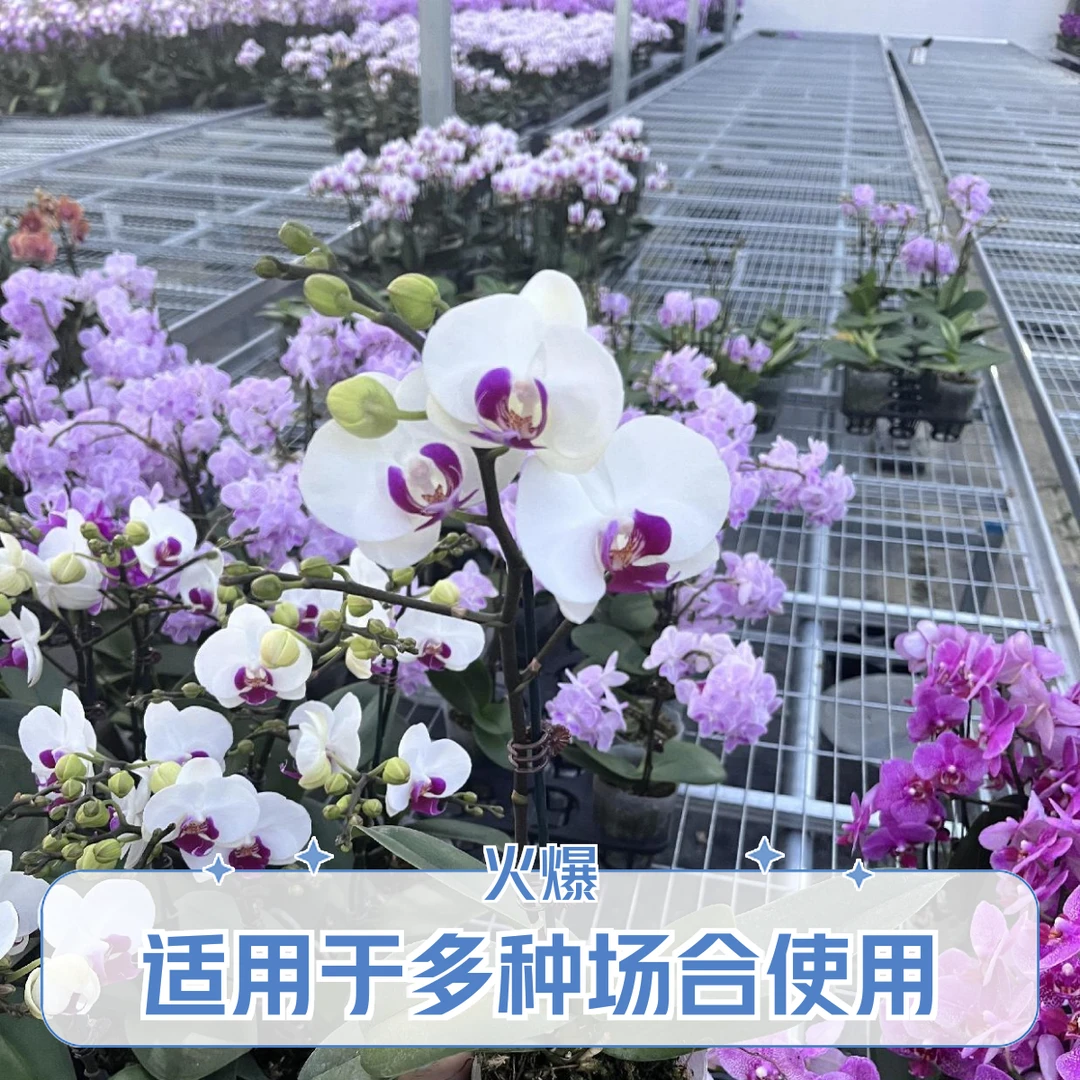 雪玉蝴蝶兰基地种植批发带花发货室内外花卉绿植精品欧品白色中花