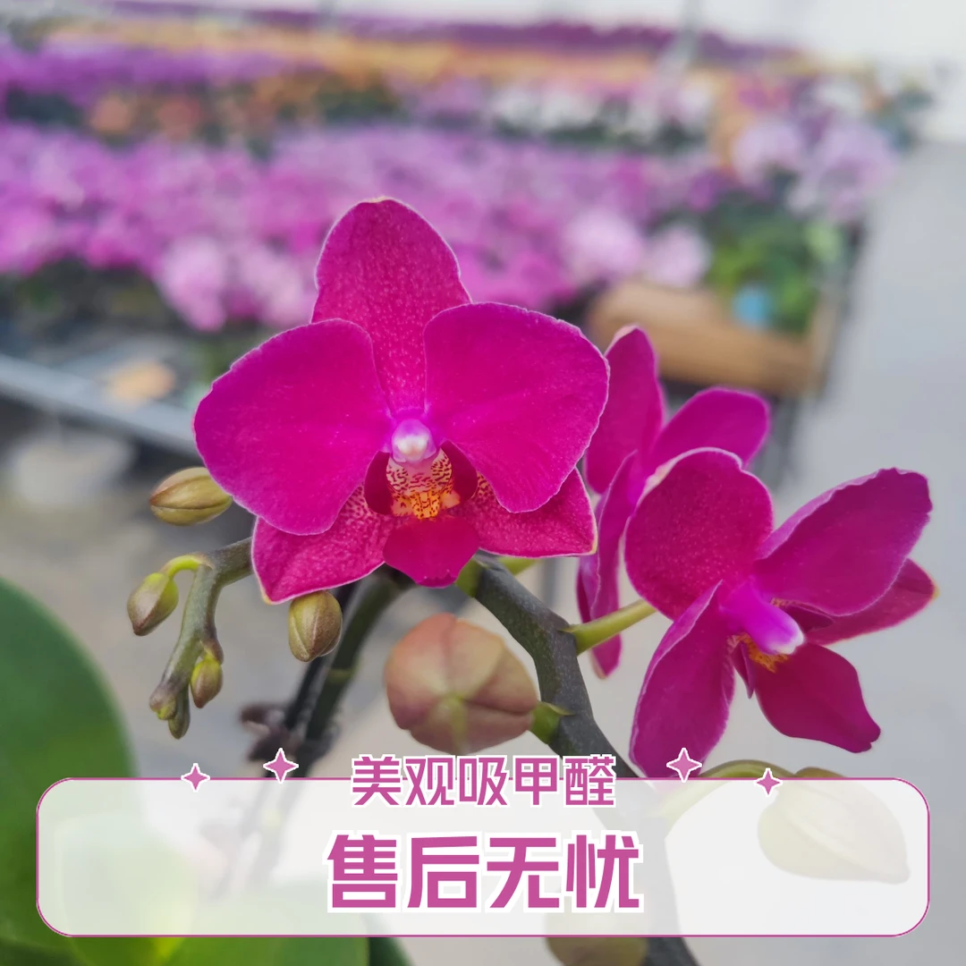 满堂红蝴蝶兰基地直销批发室内外带花苞发货兰花花卉绿植易养包邮
