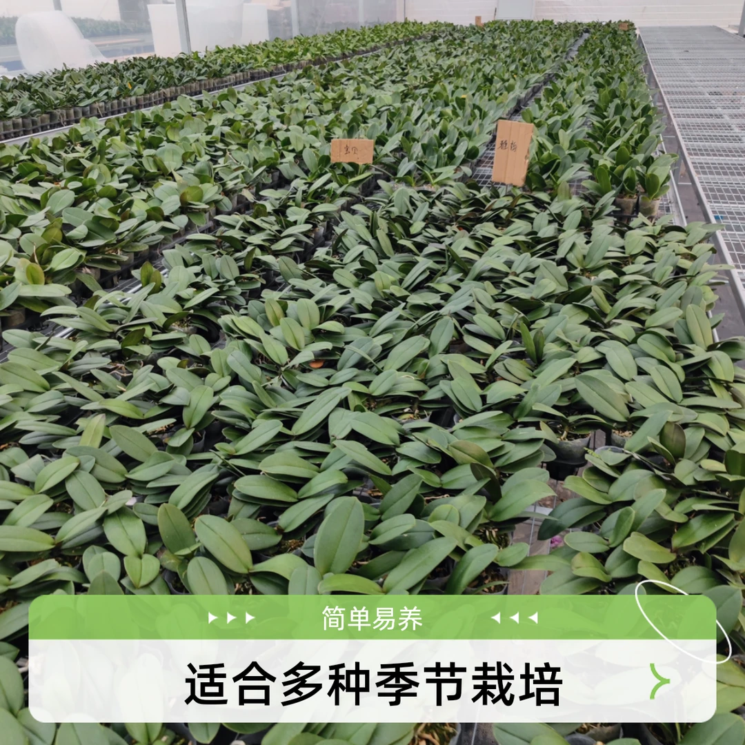 蝴蝶兰基地批发，不带花，只是苗。室内种植新人易养易活系列