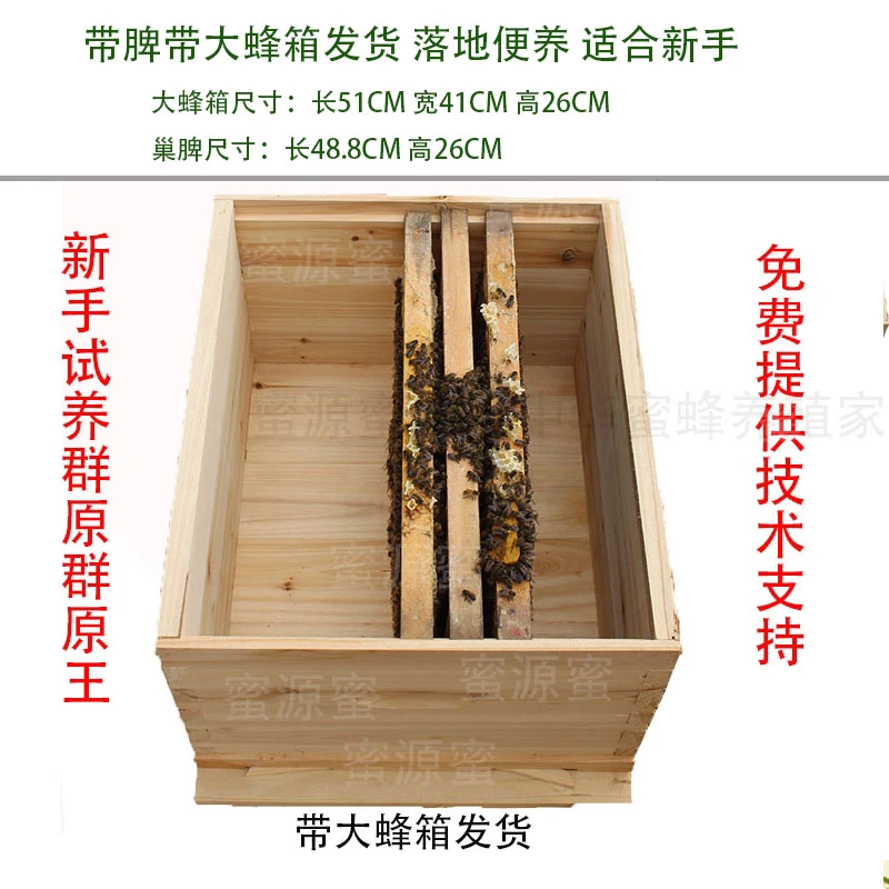 优质活体蜜蜂群阿坝蜂群蜜蜂王产卵王带箱带脾原群原王新手首选
