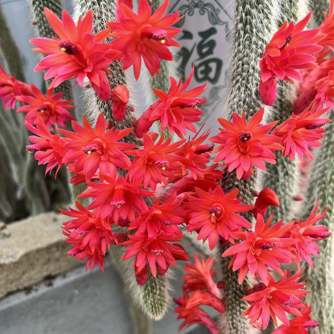 九尾狐多肉直播一物一拍土球发货(乱拍自拍随机发)处理品无售后