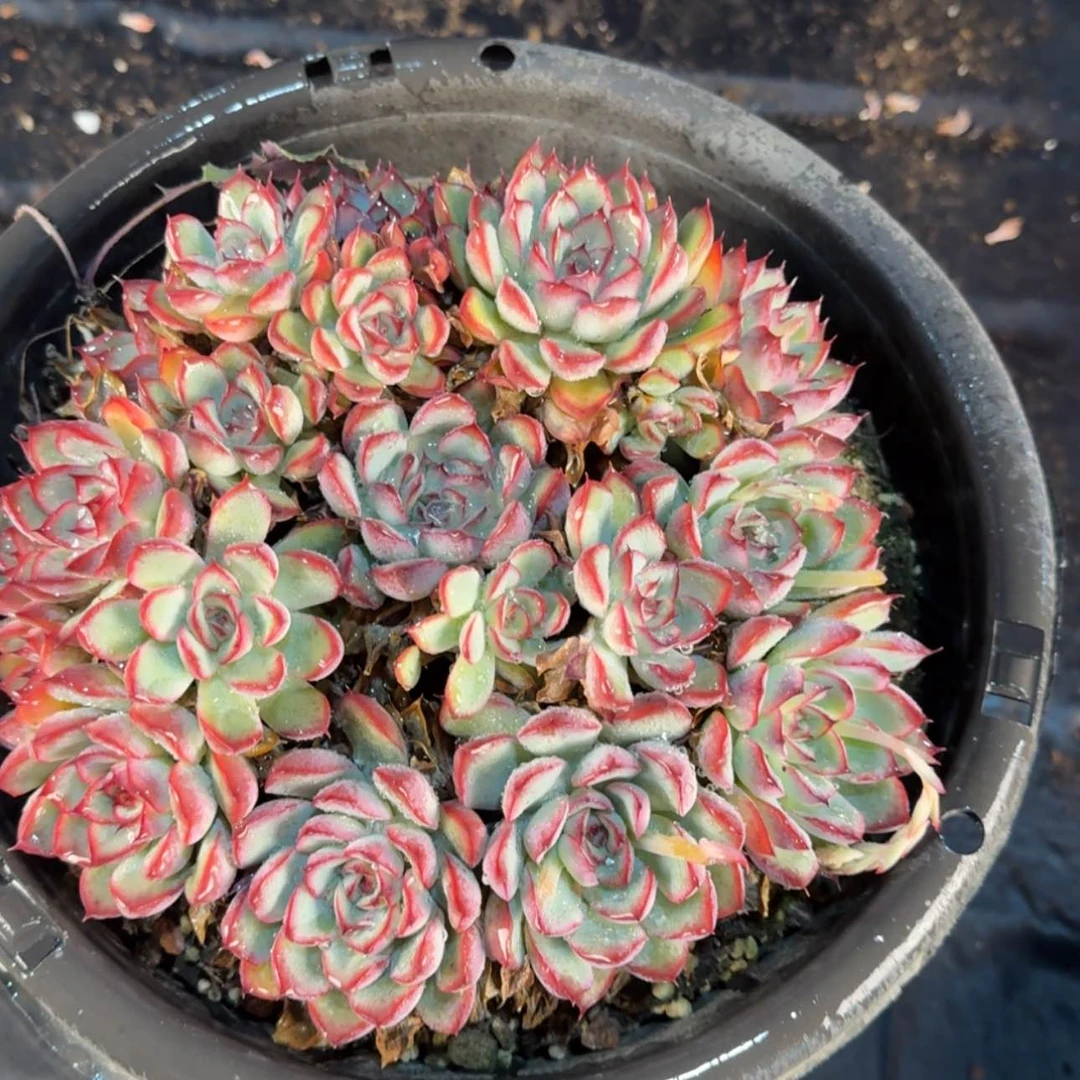 【闪购商品】荷花捧花