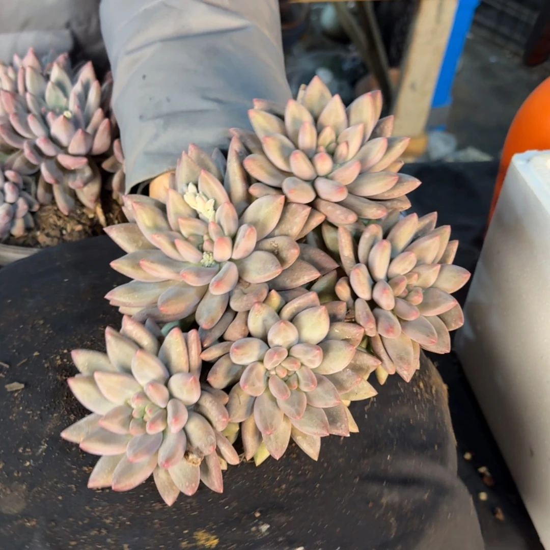 【闪购商品】红蜻蜓