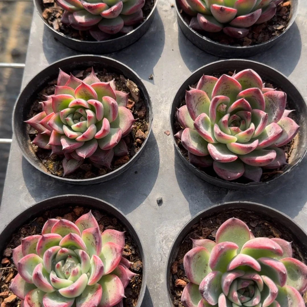 【闪购商品】12号篝火多肉