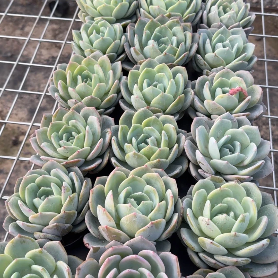 【闪购商品】38号奶茶多肉