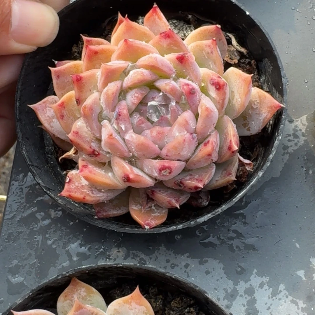 【闪购商品】07号冰魄单头多肉