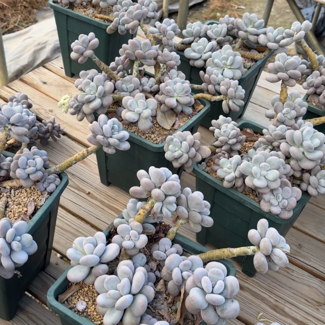 【闪购商品】原始奶