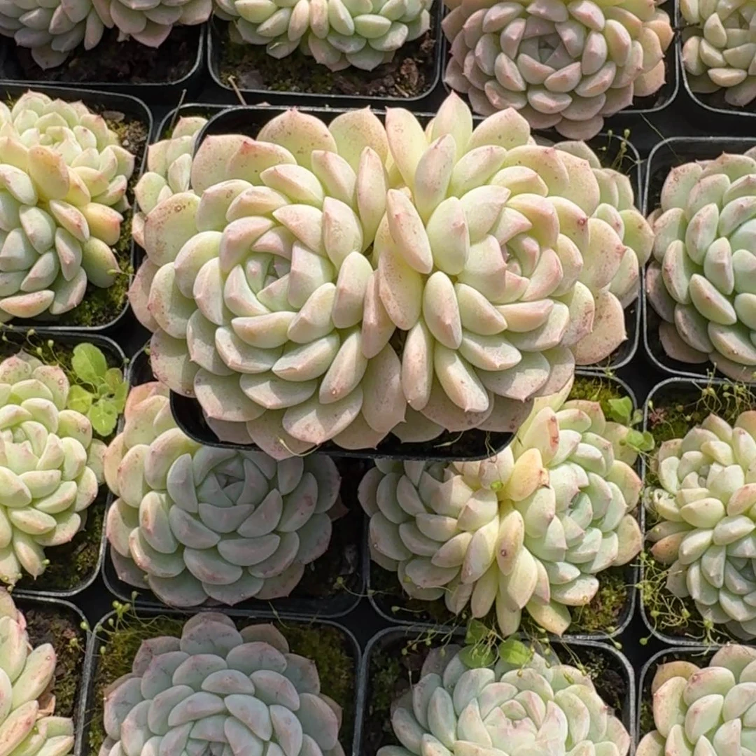 【闪购商品】75号双头七仙女