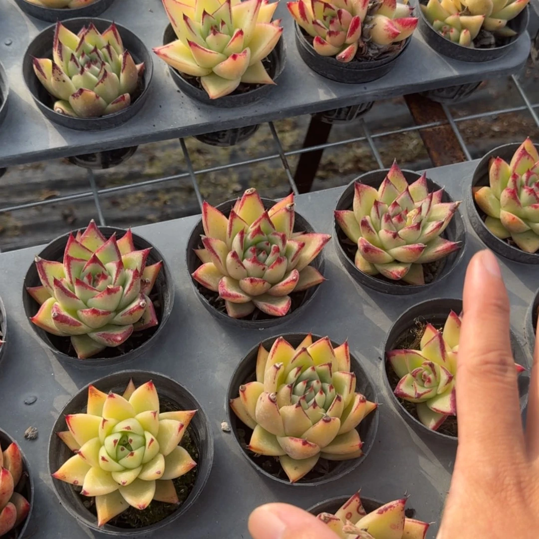 【闪购商品】10号黄皮乌木