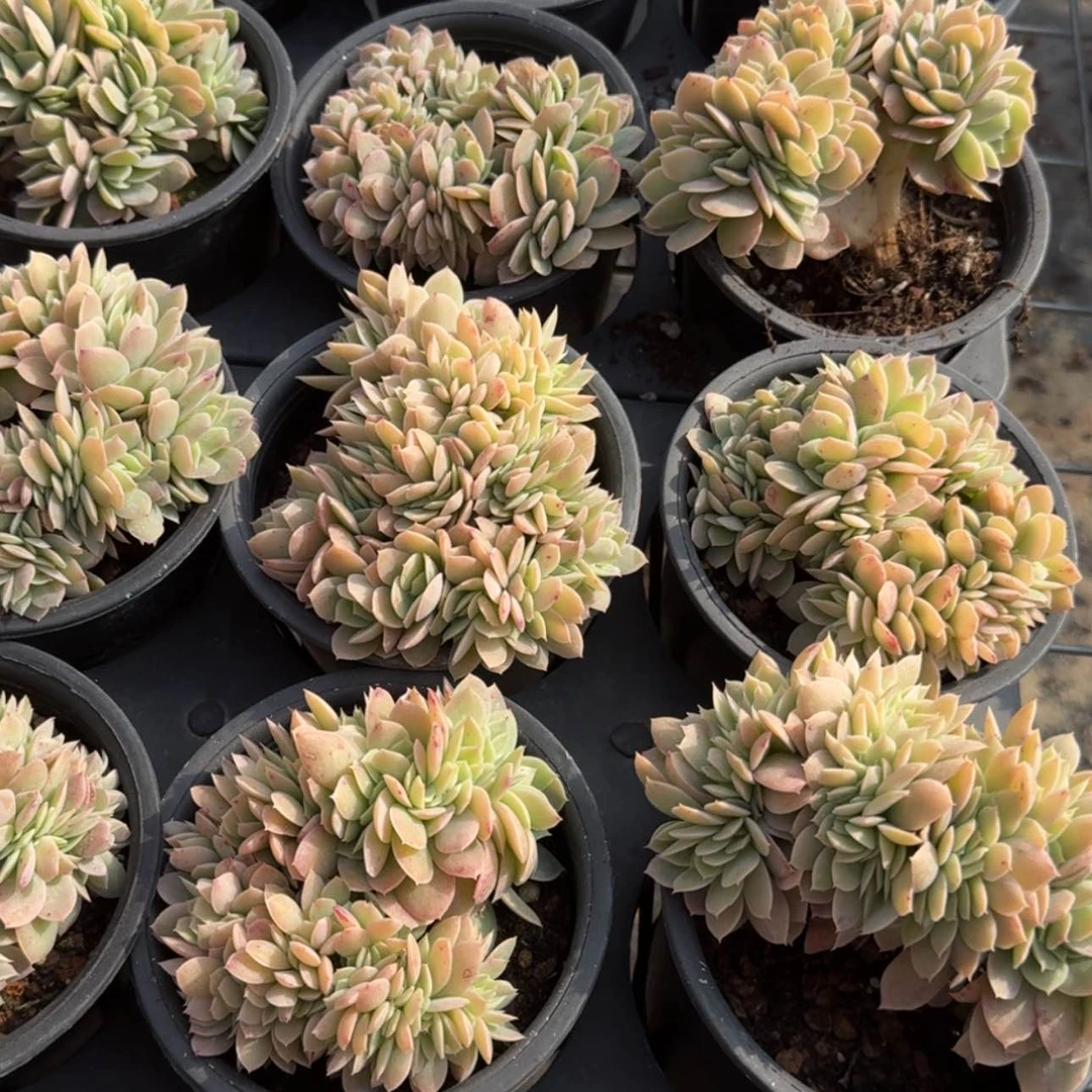 【闪购商品】10号多明哥缀化多肉