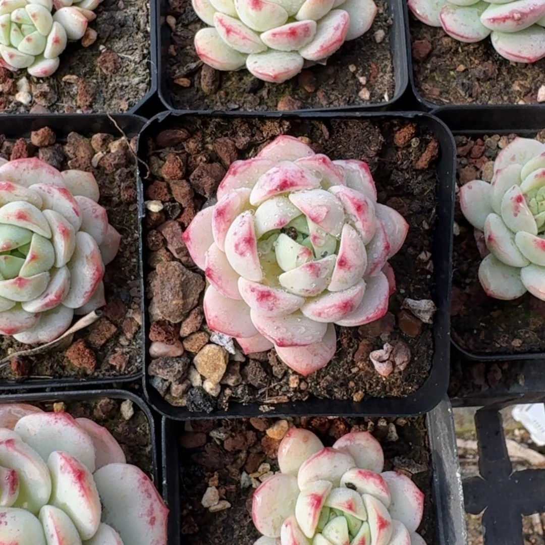 【闪购商品】73号香草多肉