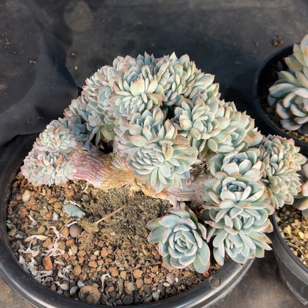 【闪购商品】莎莎女王缀化