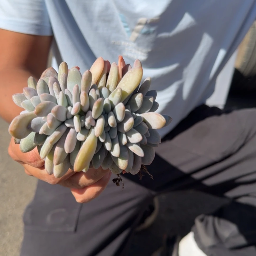 【闪购商品】粉兔缀化