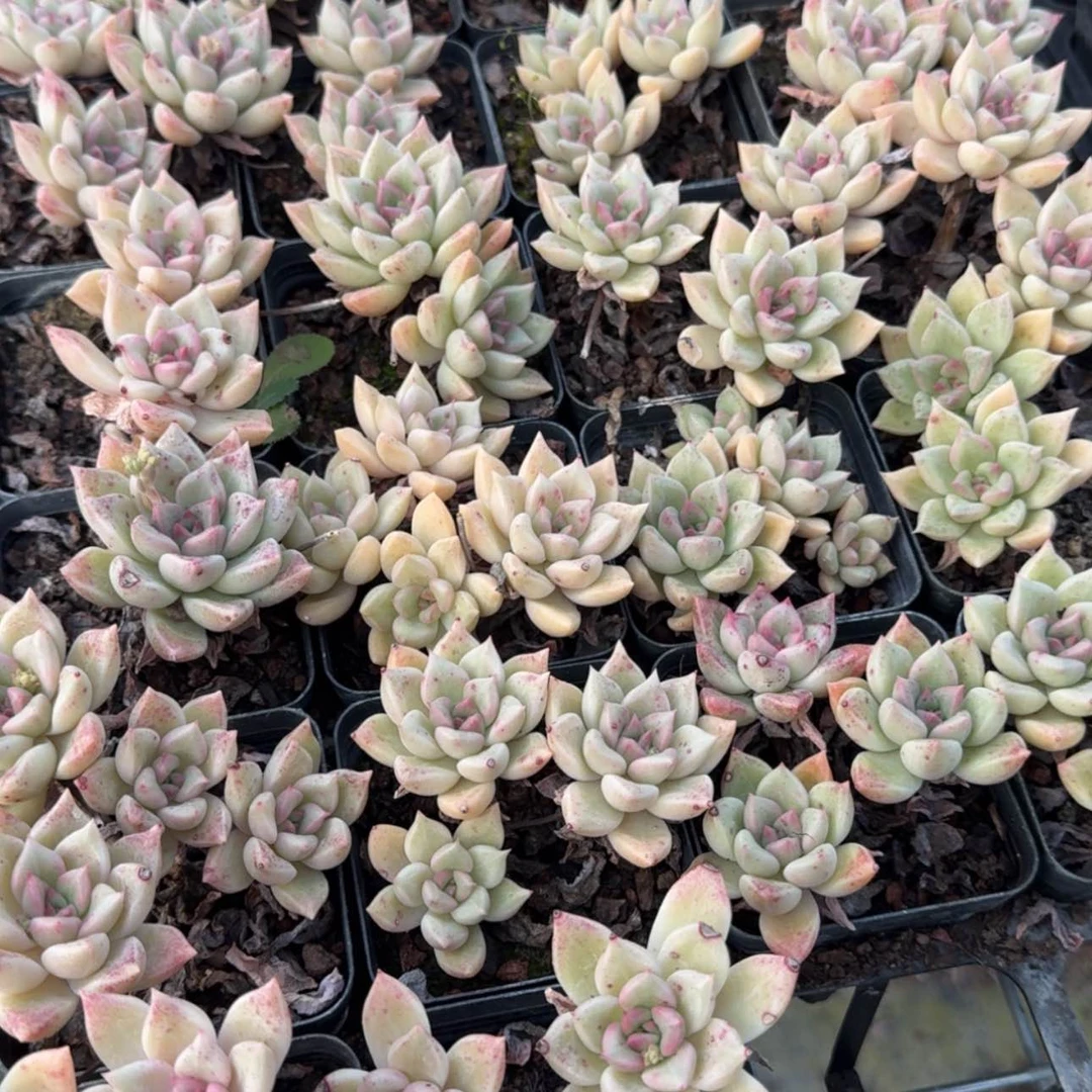 【闪购商品】56号璀璨