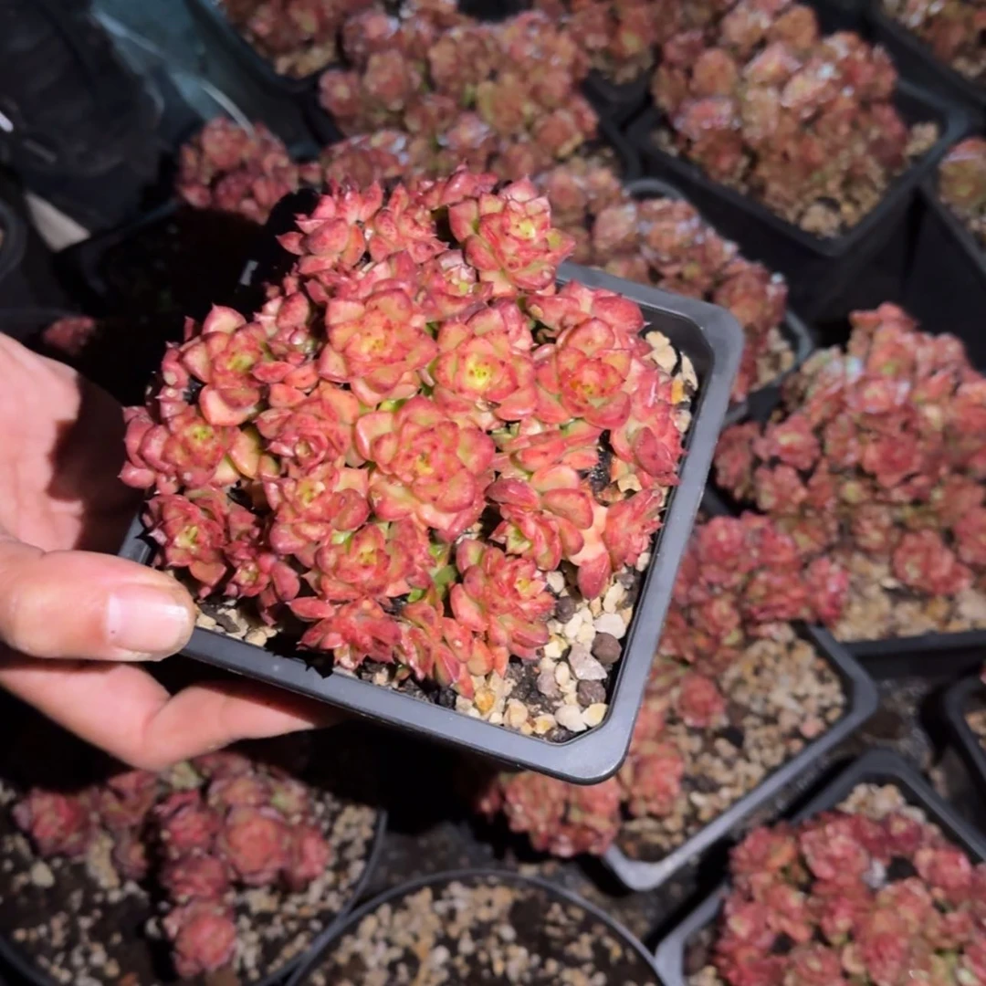【闪购商品】蜡牡丹多肉