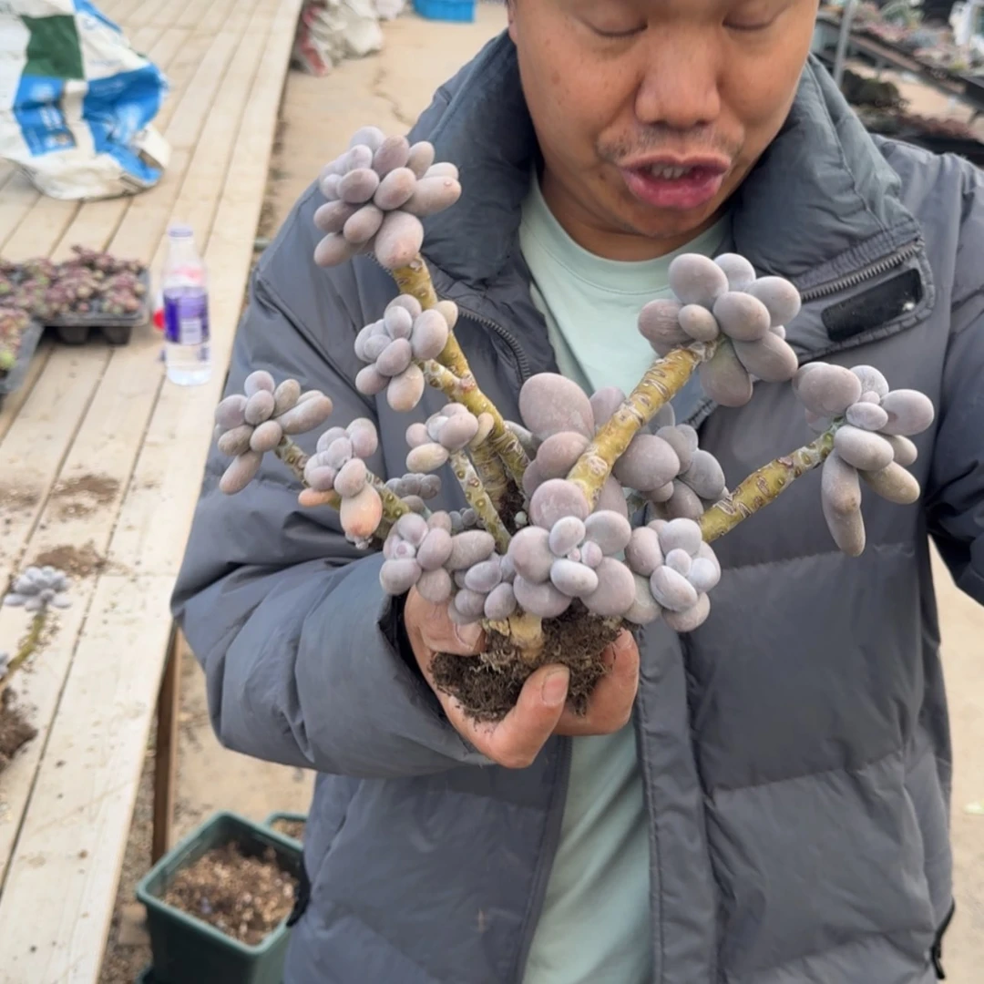 【闪购商品】原始奶