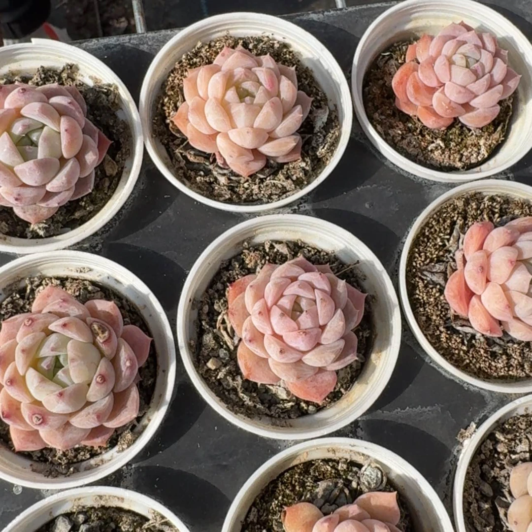 【闪购商品】186号草莓软糖