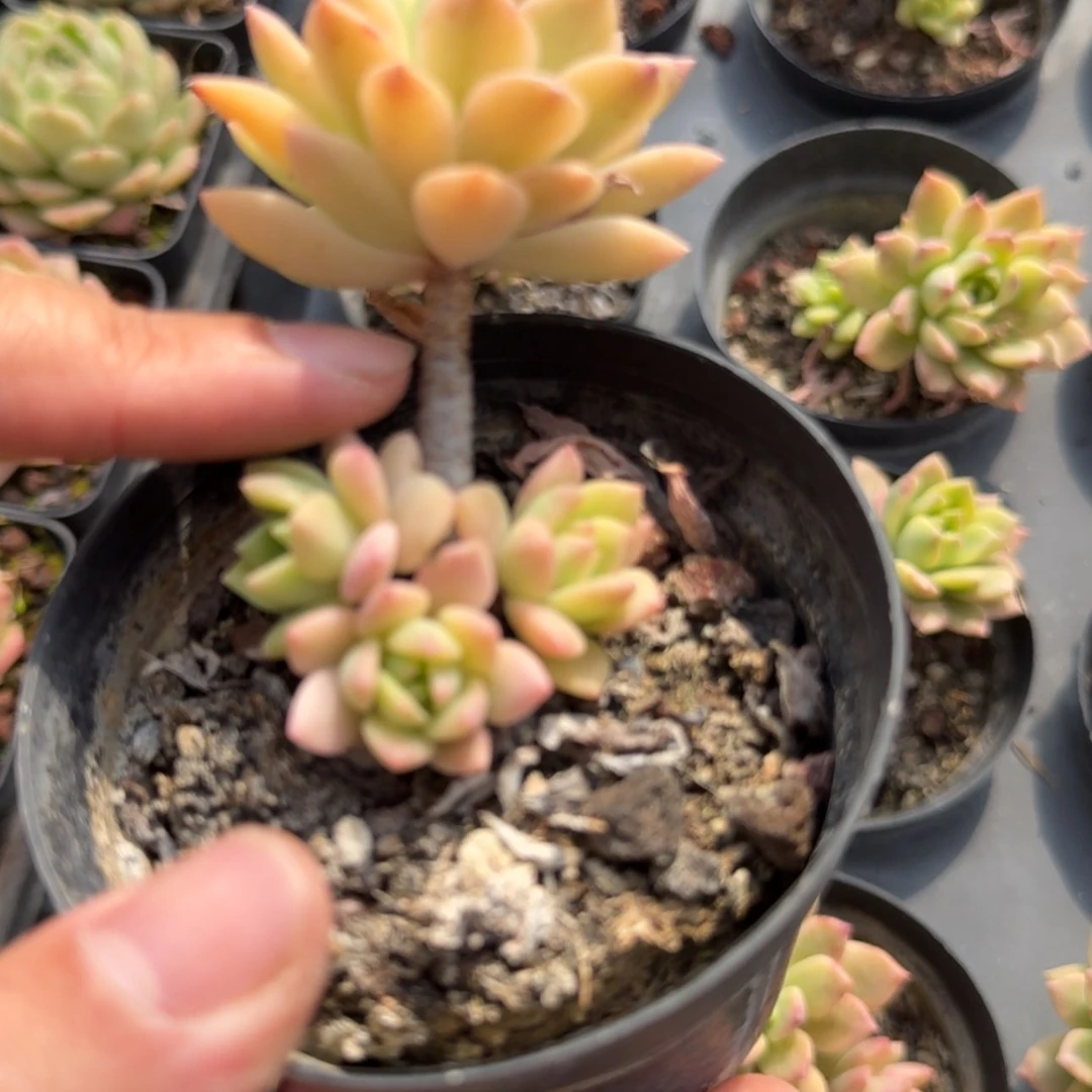 【闪购商品】86号马库斯锦