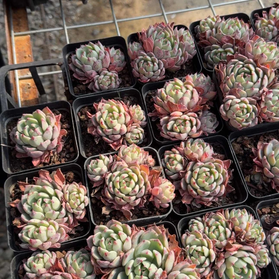 【闪购商品】15号娜娜小沟群多肉