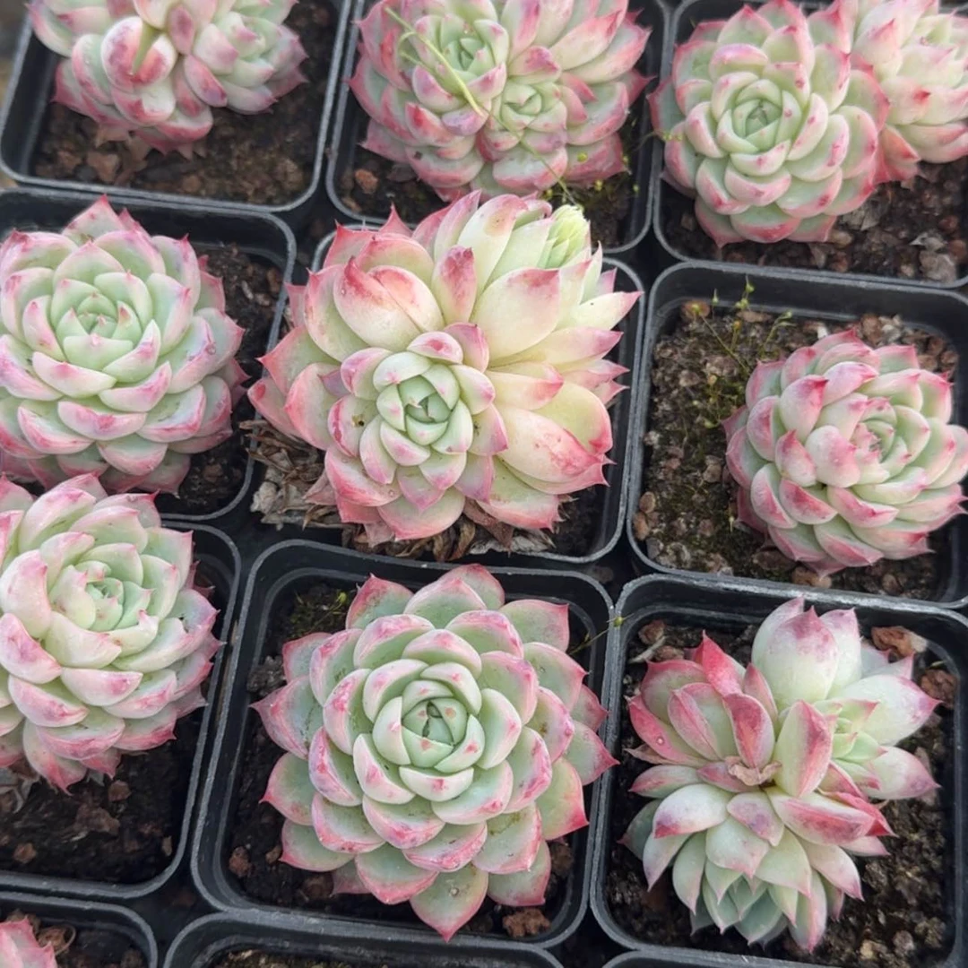 【闪购商品】40号粉水晶