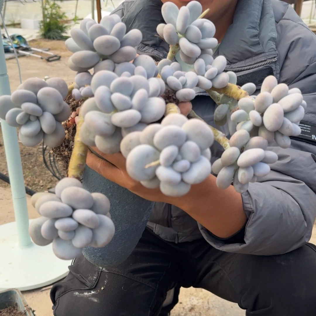 【闪购商品】原始奶