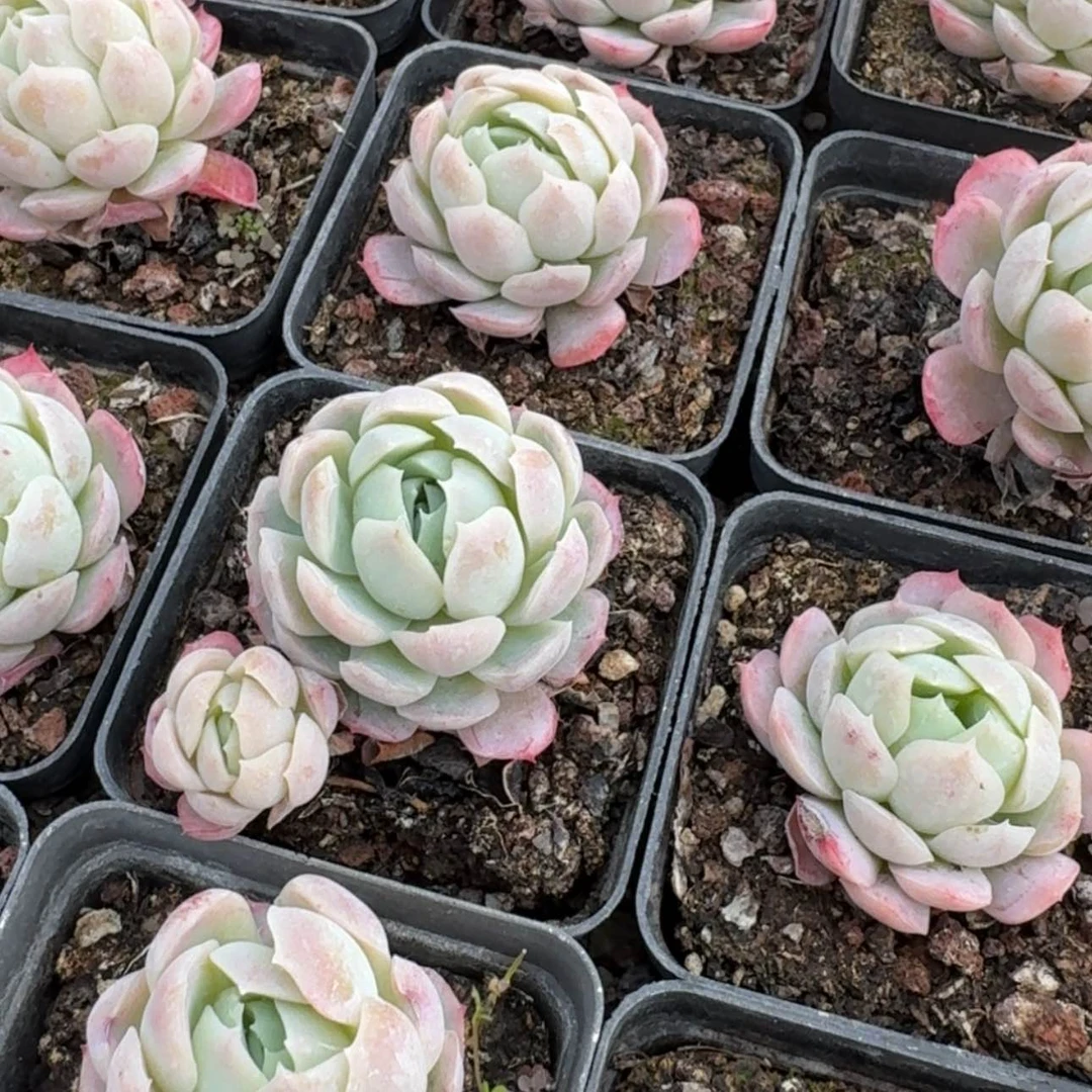 【闪购商品】8号奶油贝瑞