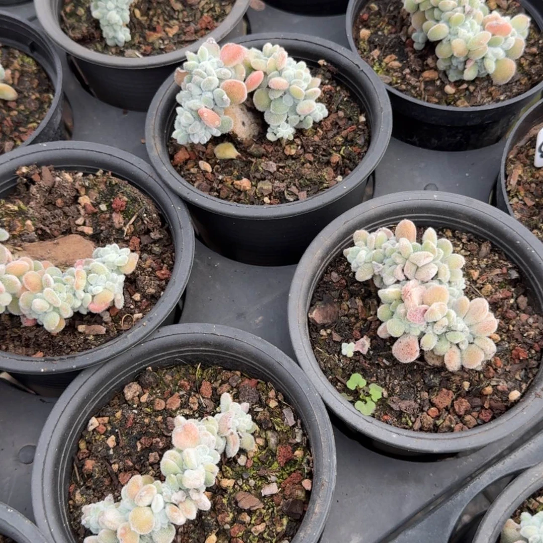 【闪购商品】15号雪晃星缀化多肉