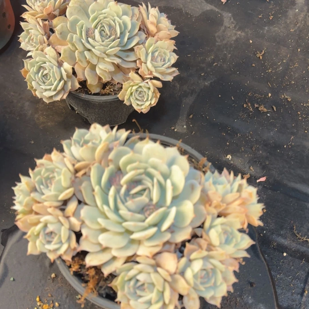 【闪购商品】露娜莲多肉