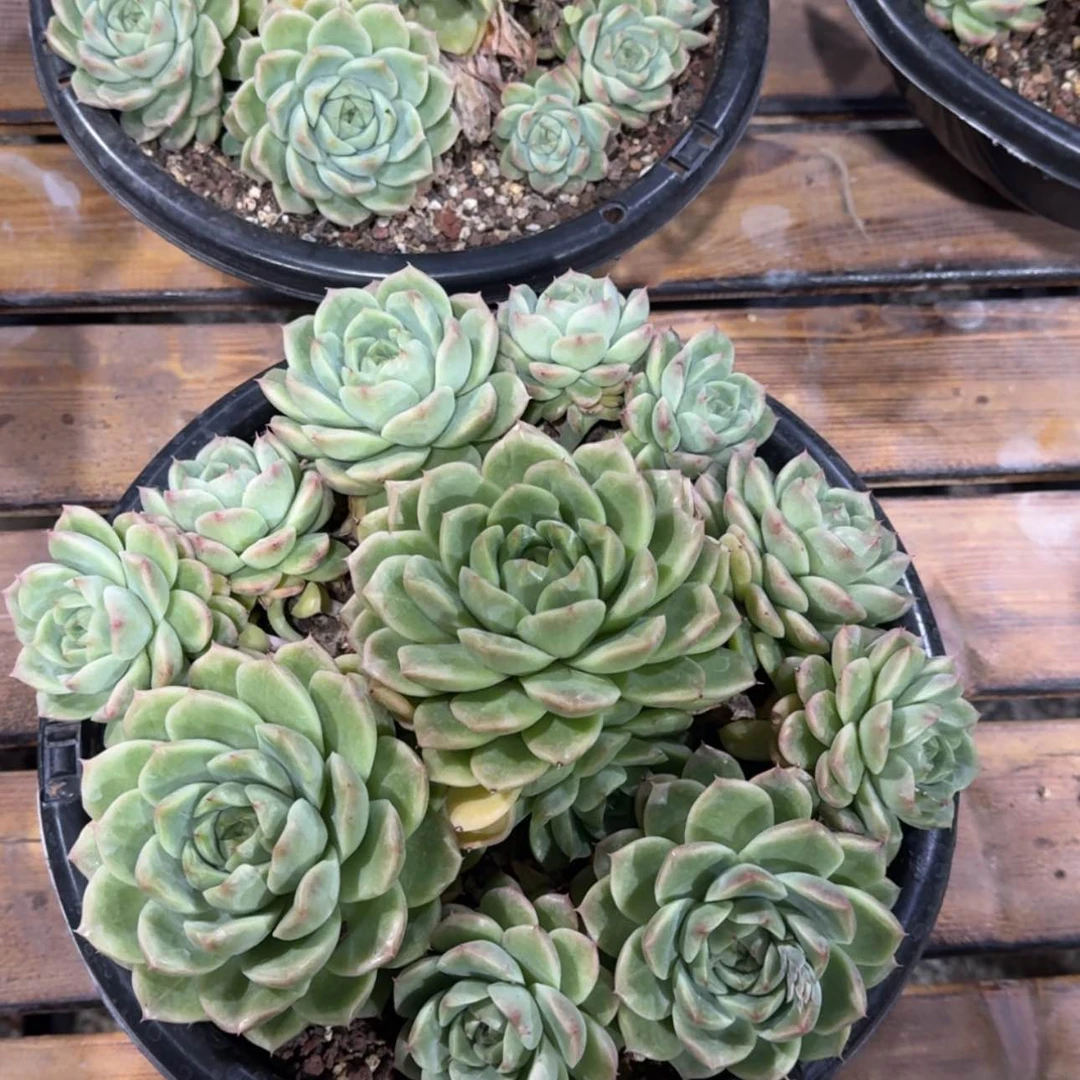 【闪购商品】钻石宝石多肉