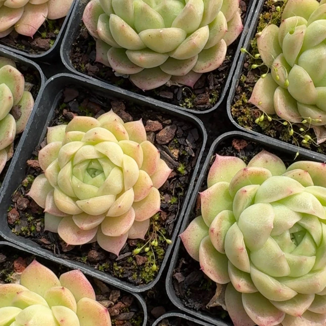 【闪购商品】85号胖胖麦秆