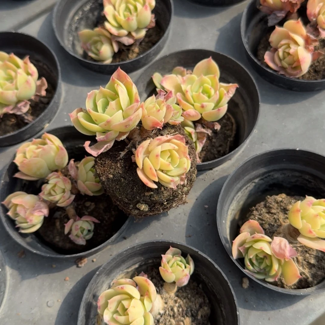 【闪购商品】93号柠檬玫瑰