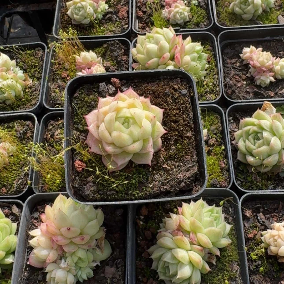 【闪购商品】81号冰心麦秆