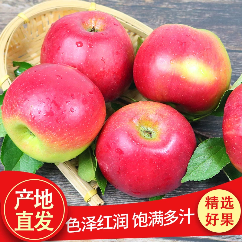 庄河老品种红玉苹果5斤装