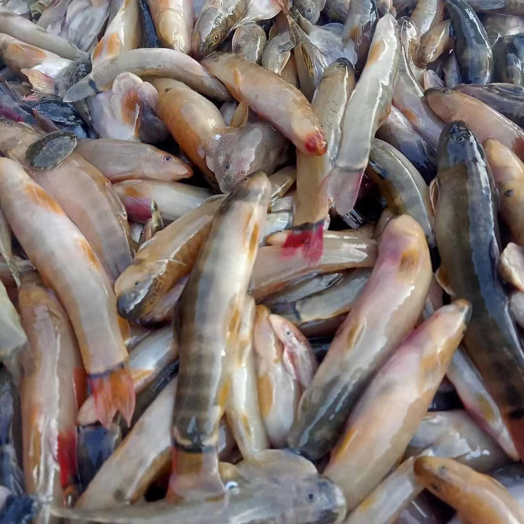 红尾巴鱼顺丰包邮(冷冻发货)