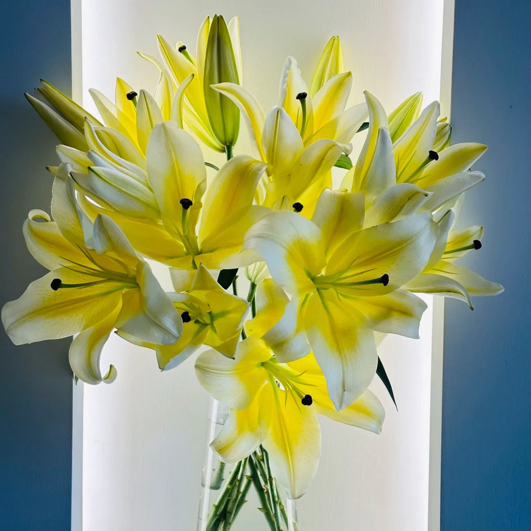 【百合 黄天霸】同一地址一单发中通，两单发顺丰云南鲜花