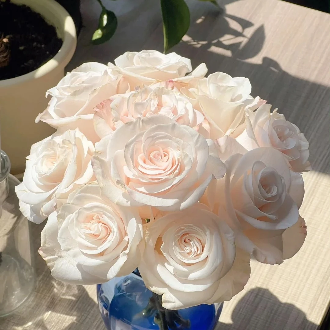 【玫瑰花 辛西娅】一单中通 同地址两单发顺丰或德邦