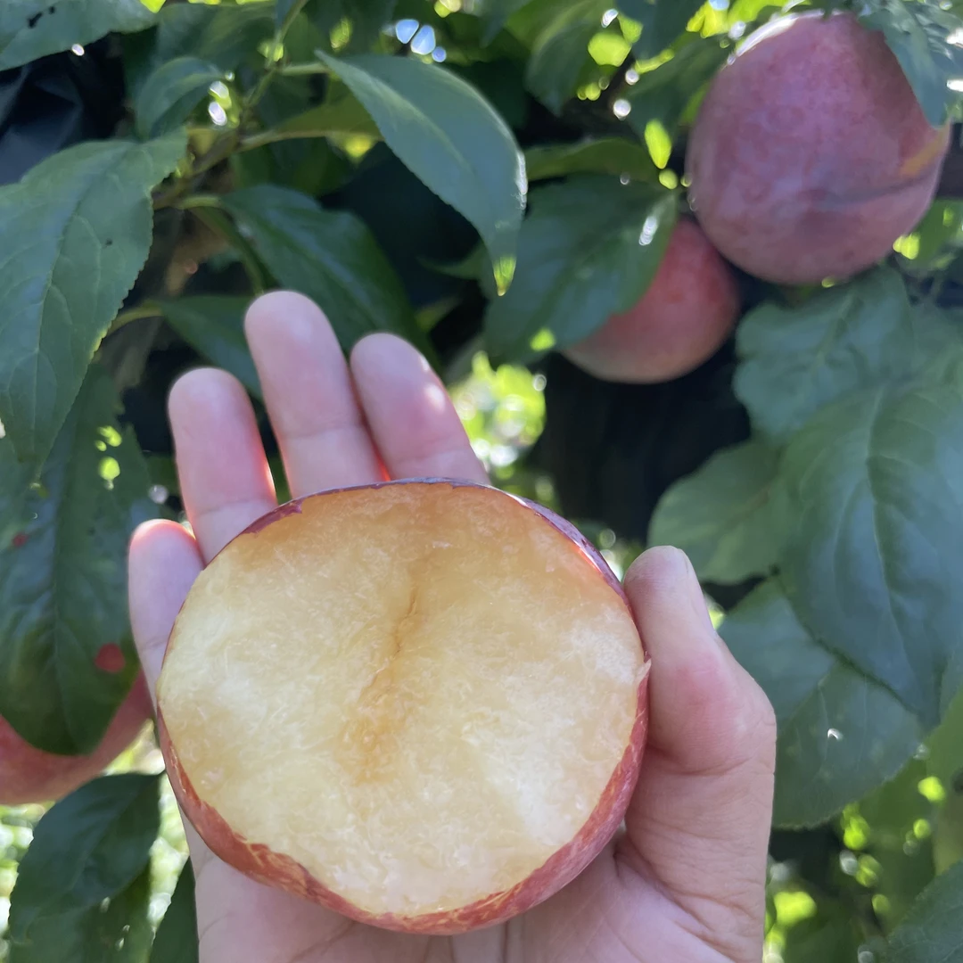 辽宁特产酸甜脆口李子安科诺，坏果包赔