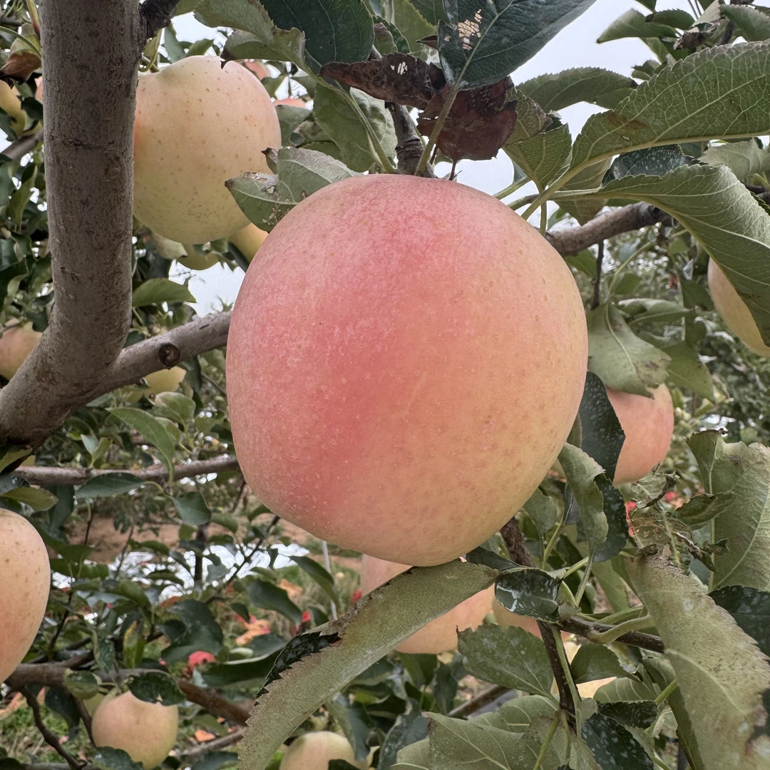 辽宁王林苹果净重5斤坏果包赔顺丰快递