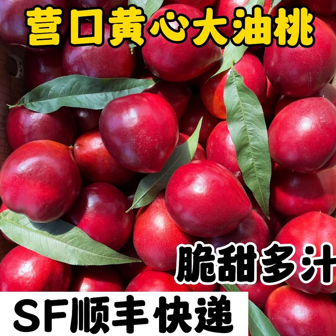 辽宁油桃净重5斤 顺丰快递坏果包赔