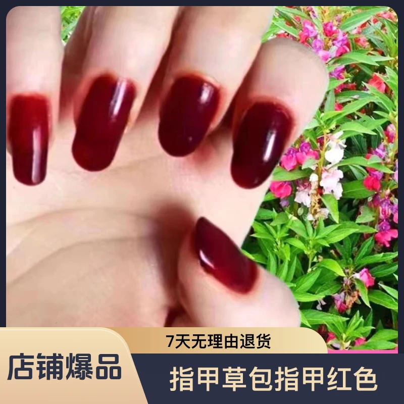 【乌市发货】指甲花粉小桃红指甲草冬季可用植物包指甲车厘子红