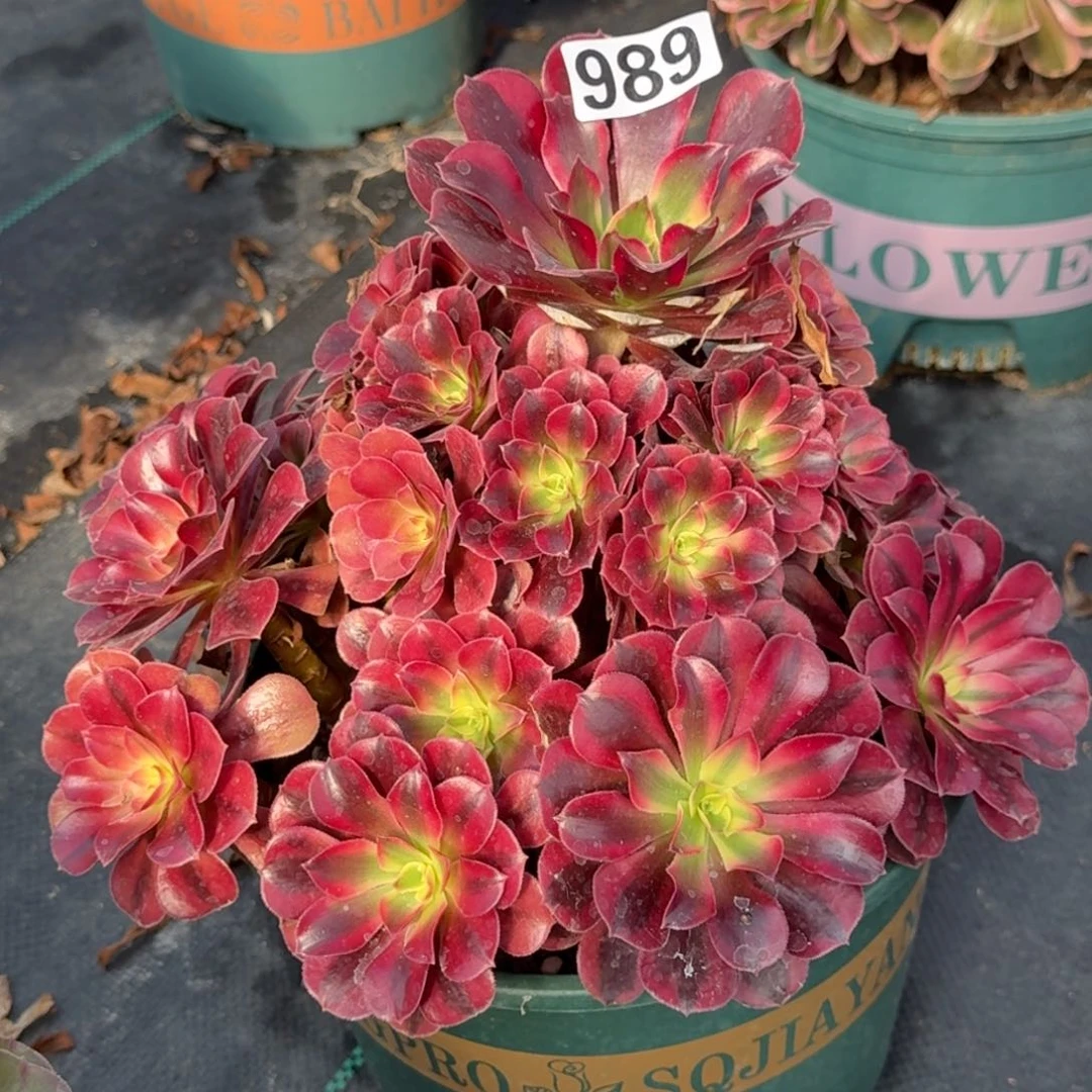 989美杜莎多肉植物