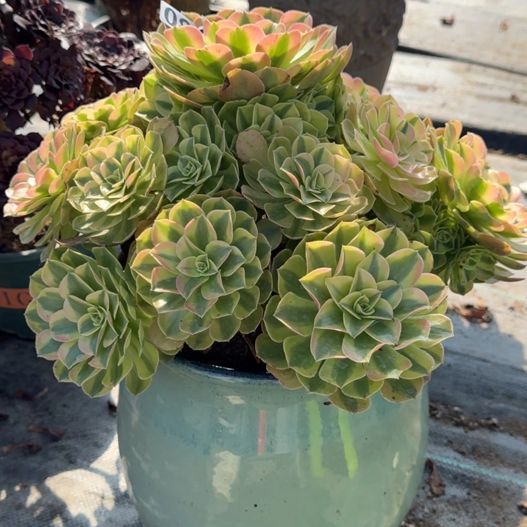 086雨荷多肉植物