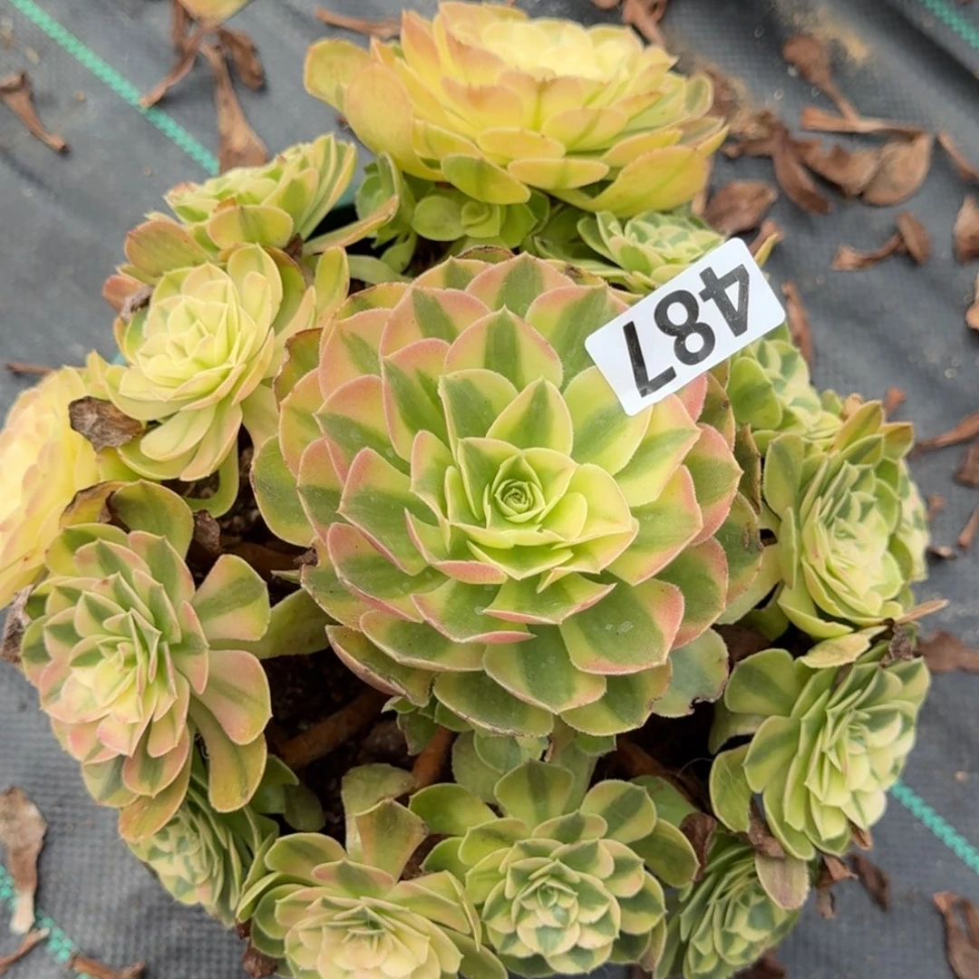 487雨荷多肉植物