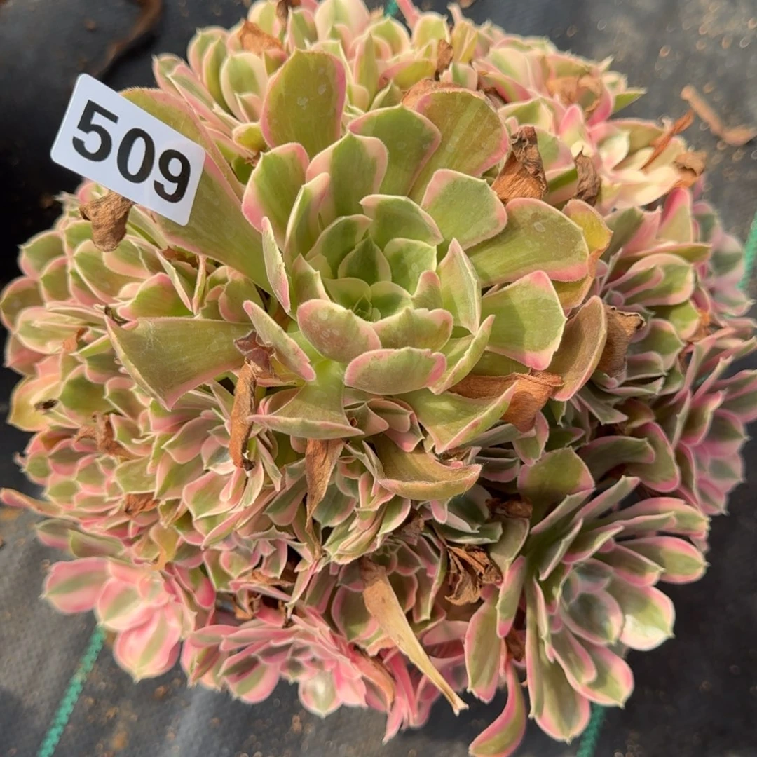 509男神多肉植物