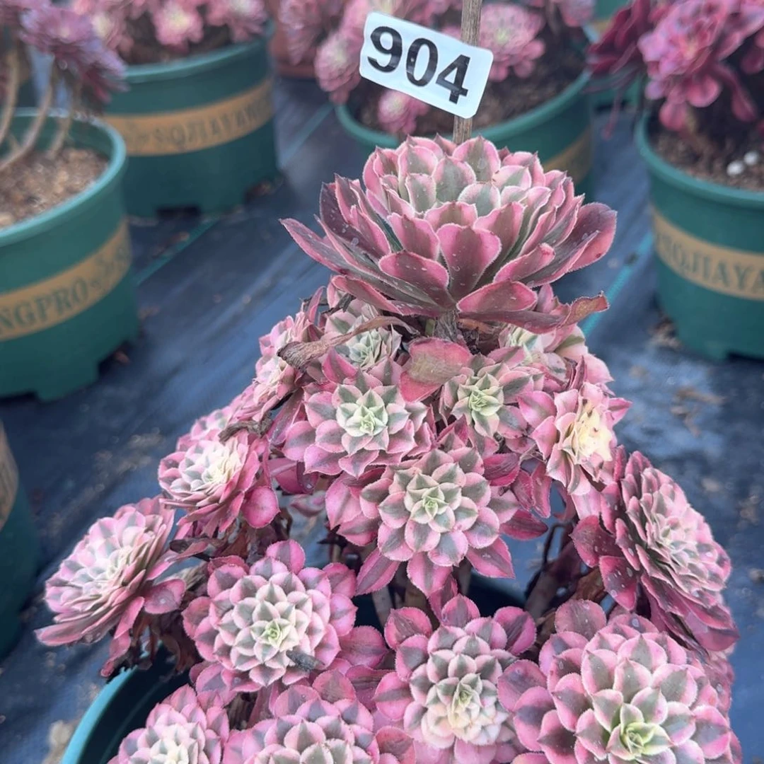 904粉同多肉植物