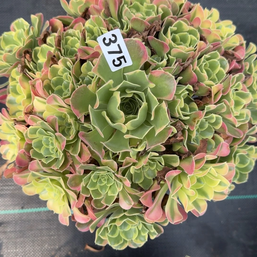 落**言375特斯拉多肉植物