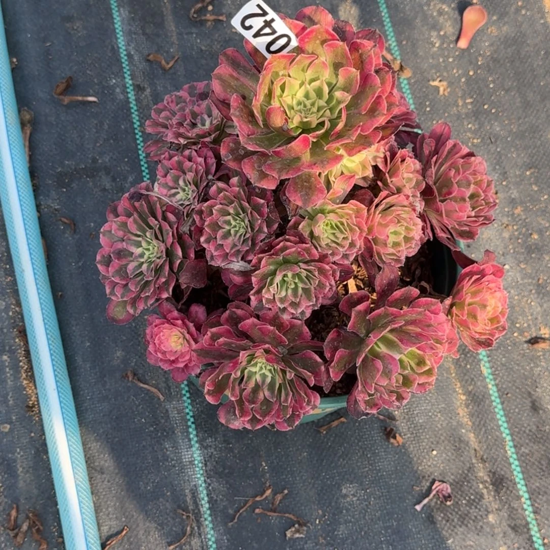 042红白多肉植物